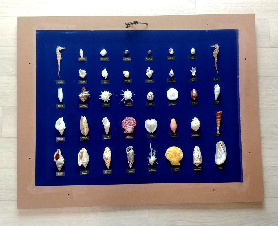 Shell Collection