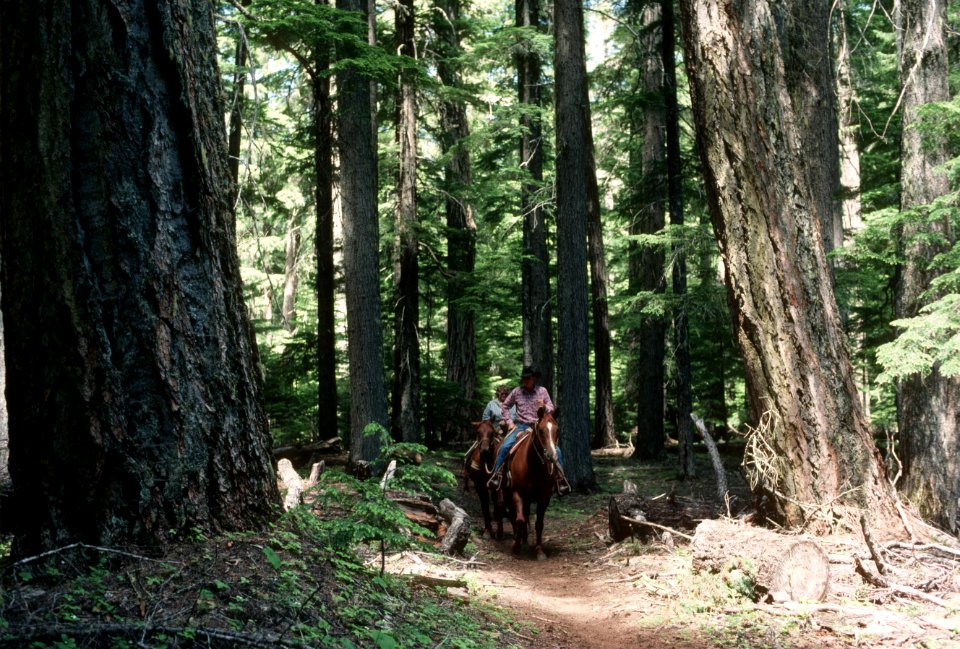 Horseback riding trail Mt Hood National Forest.jpg