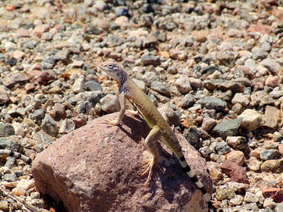 Zebra-tailed Lizard