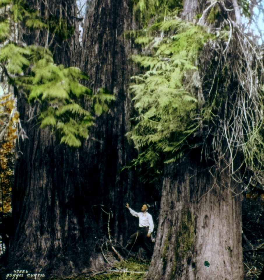 4526 Forest - Asahel Curtis