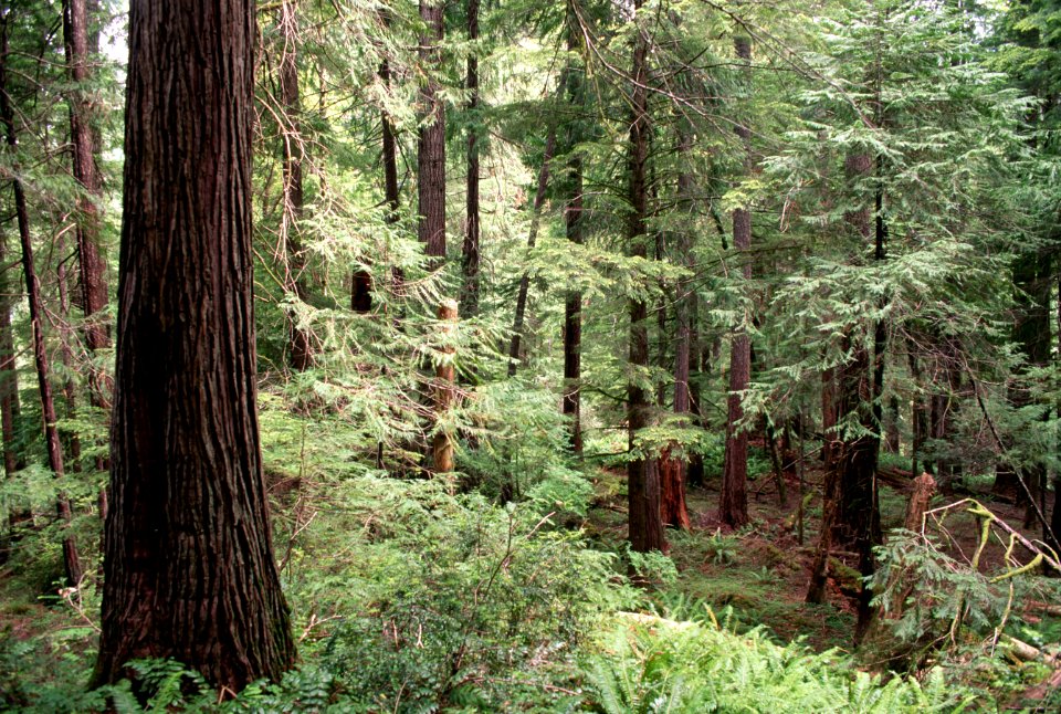 Forest Scenery, Rogue River-Siskiyou National Forest.jpg