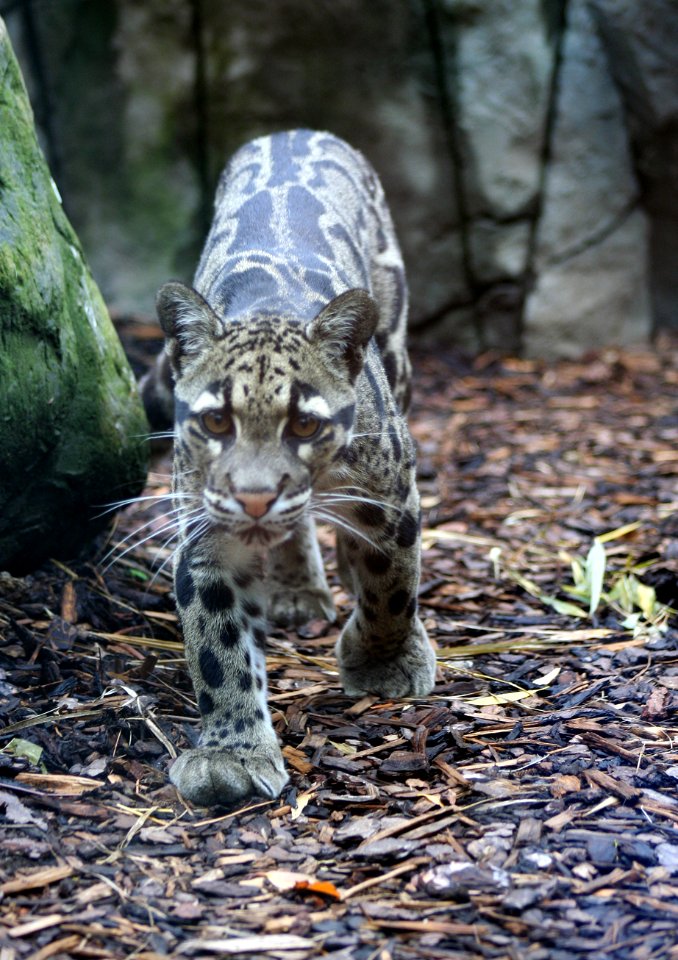 INDOCHINESE CLOUDED LEOPARD