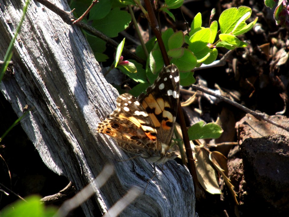 20190530 Olympic PaintedLady butterfly, a migratory cosmopolitan species by Karen Holtrop