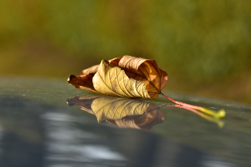 Dry fall foliage mood