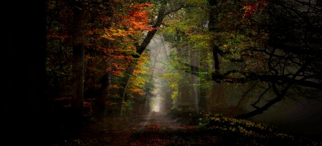 il bosco dei sentimenti