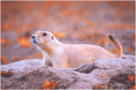 Prairie Dog