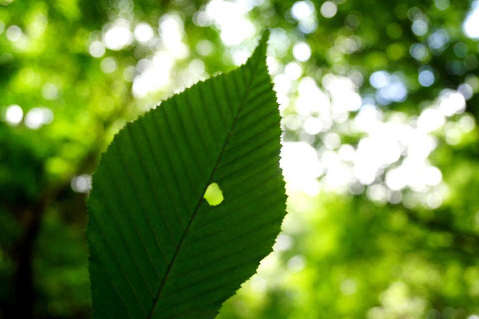 Green Leaf