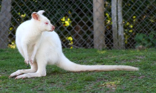 Wingham Wildlife Park