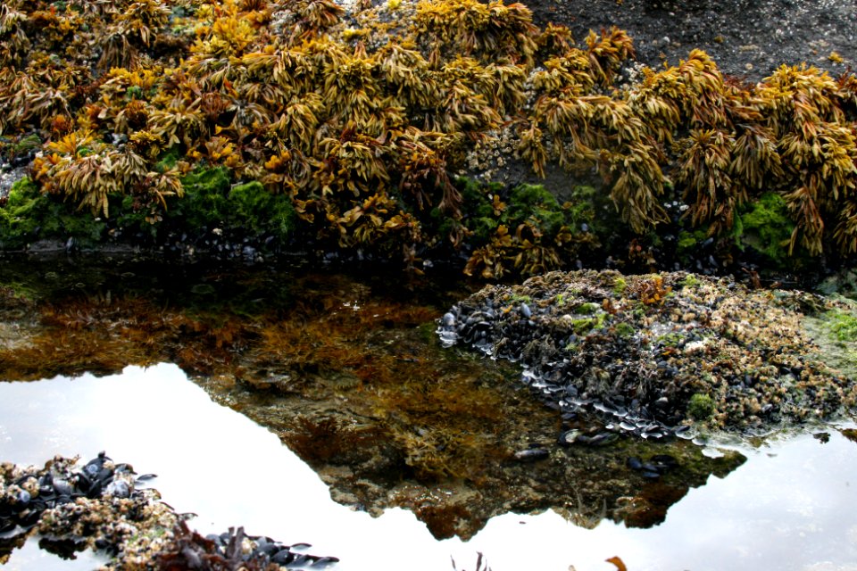Rock Weed at Cape Perpetua, Siuslaw National Forest