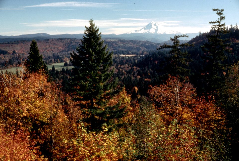 Fall Color at Jonsrud Viewpoint, Mt Hood National Forest.jpg