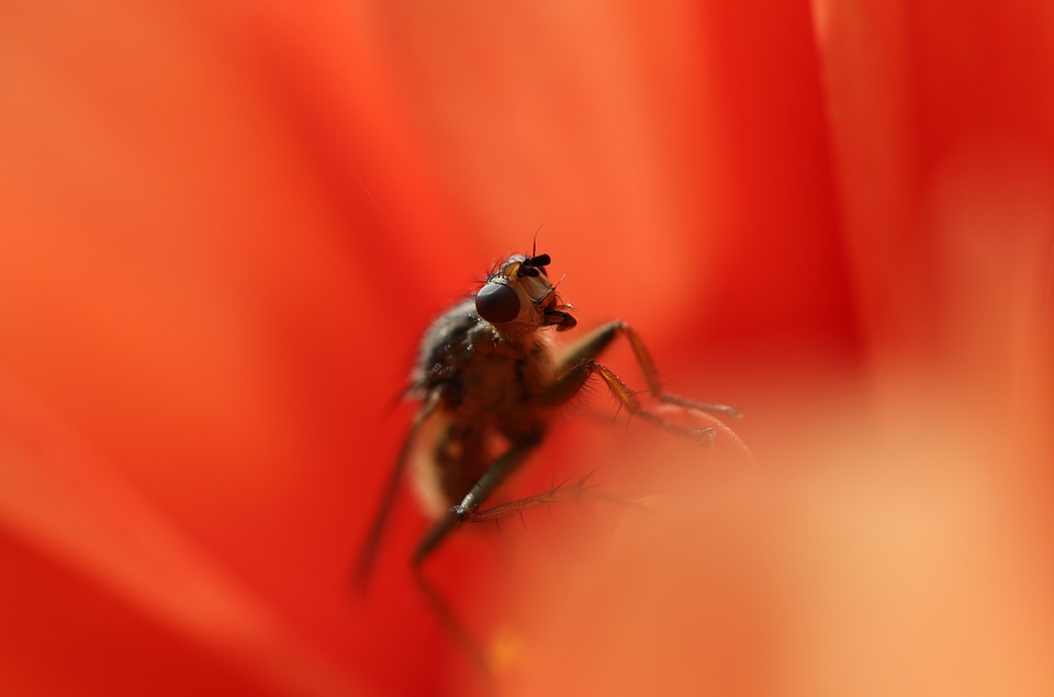 Flower macro closeup