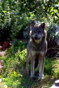 Wingham Wildlife Park