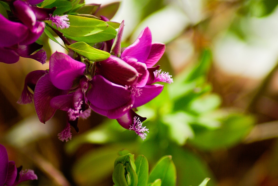 Pink flowers foliage flowering
