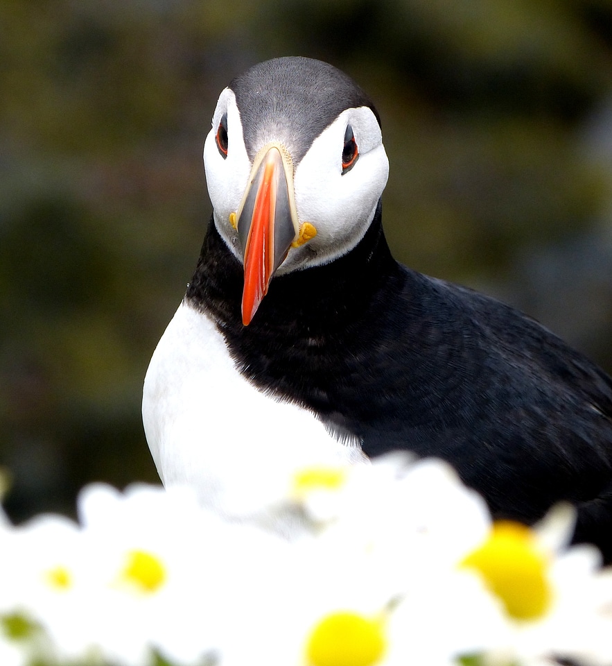 Puffin bird flowers beak