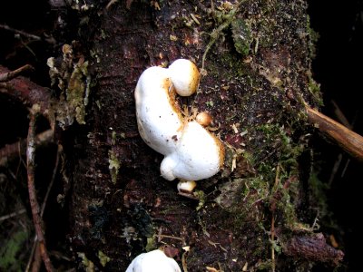 20190316 FS Olympic Fungi on a tree BetsyHowell