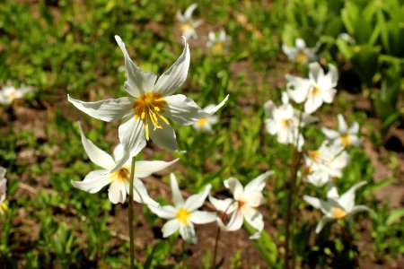 OKW Erythronium montanum