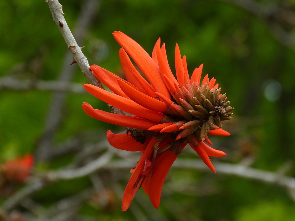 Blossom bloom africa
