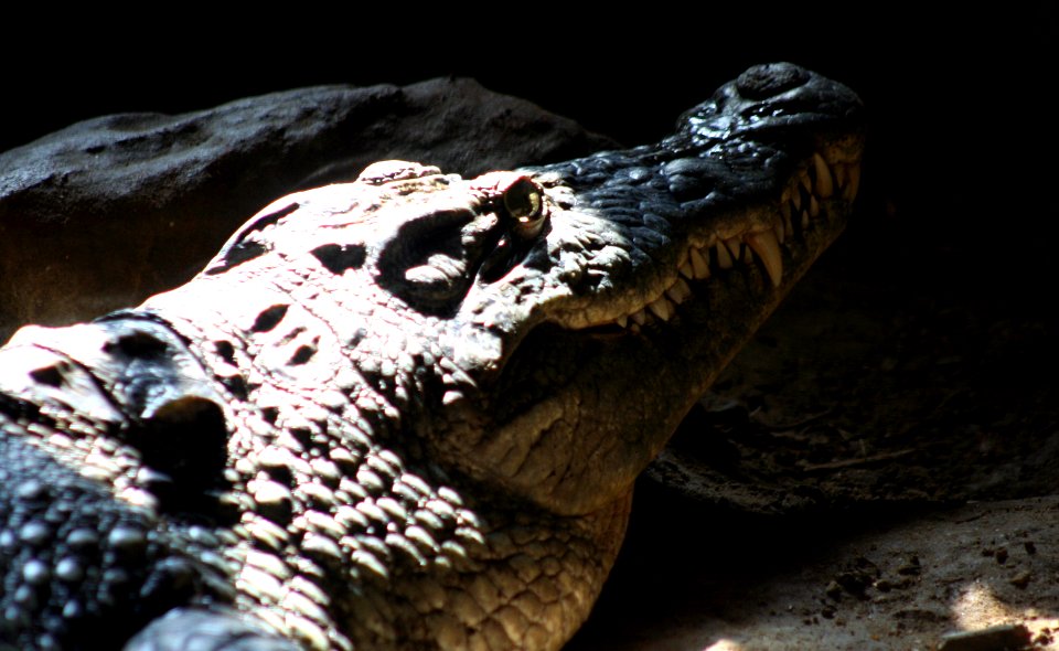Wingham Wildlife Park