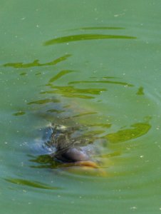 Wingham Wildlife Park