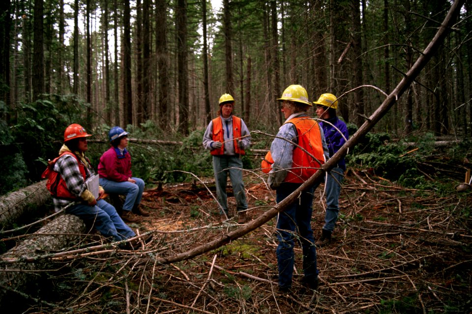 Forest cruising team.jpg