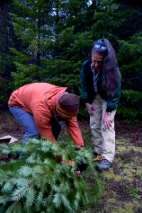 Helping prepare a tree at a holiday tree outing at Gifford Pinchot National Forest, November 2018.  Photo by Sandy Burks.
