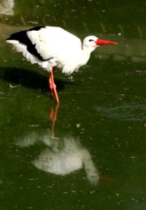 Wingham Wildlife Park