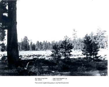 livestocklaughlin02