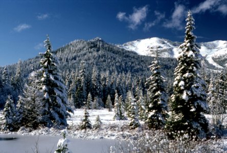 Winter at Multorpor, Mt Hood National Forest.jpg photo