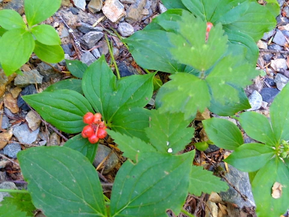 Ripening bunchberries at Verlot, Mt. Baker-Snoqualmie National Forest. Photos taken by Anne Vassar July 27, 2020