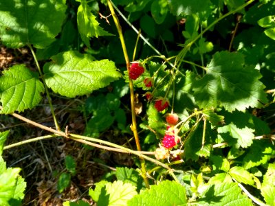 Blackberries at Verlot, Mt. Baker-Snoqualmie National Forest. Photos taken by Anne Vassar July 26, 2020