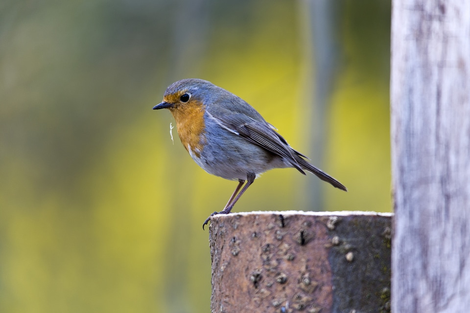 Species close up small bird