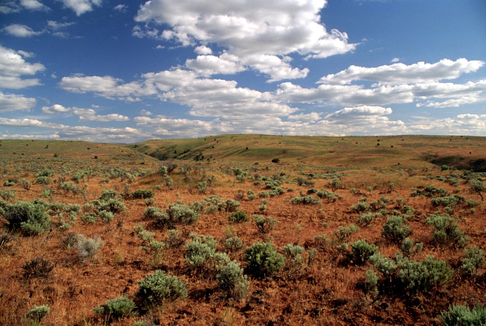 Umatilla National Forest, Grazing land near Maupin, OR.jpg