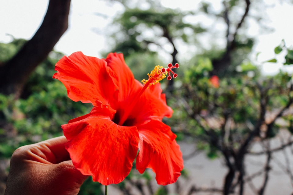 Red tropical floral photo