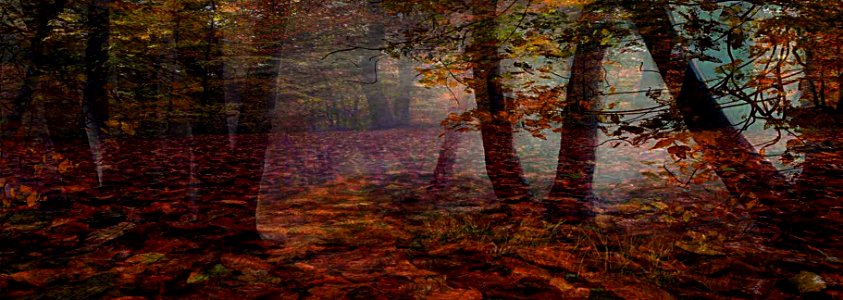 il bosco di foglie