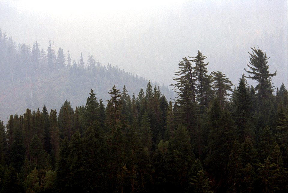 Forest and Fog, Rogue River-Siskiyou National Forest.jpg