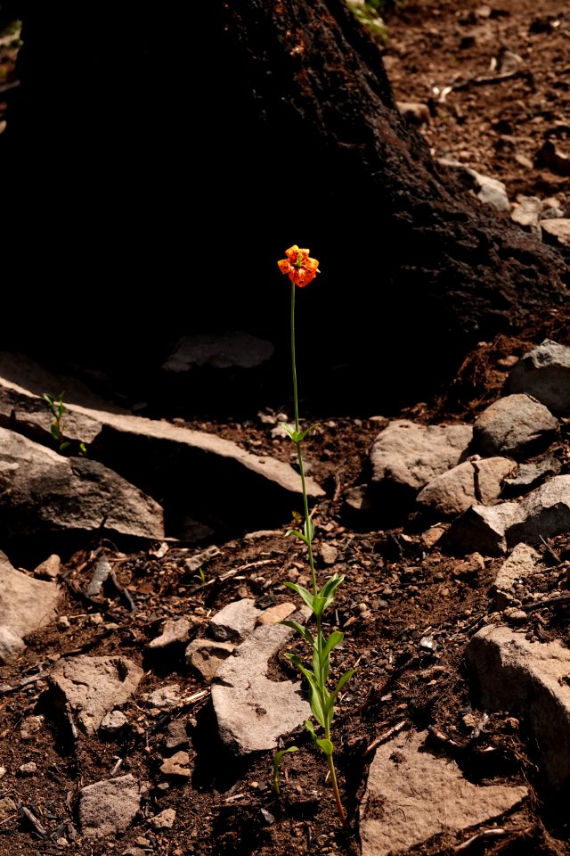 Wildflower bloom along Pacific Crest Trail in July 2018 in the Columbia River Gorge, photo courtesy of through-hiker Eva-Maria Mauz.