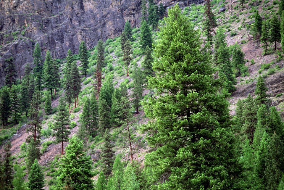 San Poil River scenic watershed, Colville National Forest