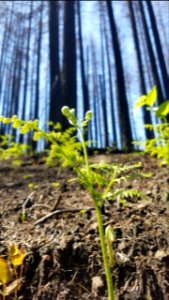 Bracken ferns are a hopeful contrast at Devils Rest Trail in the burned area May 3, 2018, photo by US Forest Service Public Affairs Specialist Lillian Palmer.