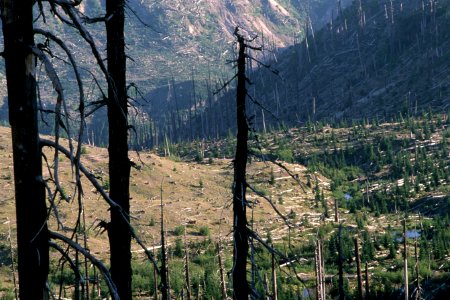 Gifford Pinchot National Forest, Mt St Helens NVM , old growth  snags post May 18th.jpg