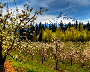 Mt. Hood