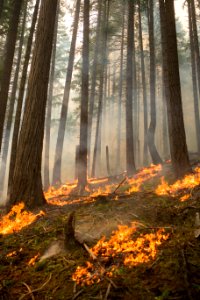 Happy Dog Fire, 2017