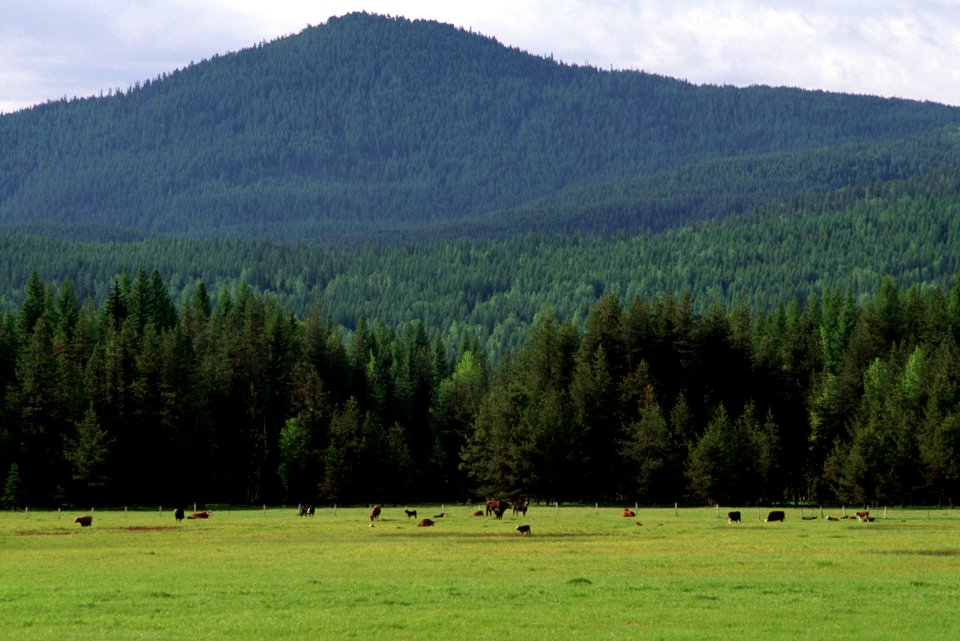 Cattle at Tiger Meadows, Colville National Forest