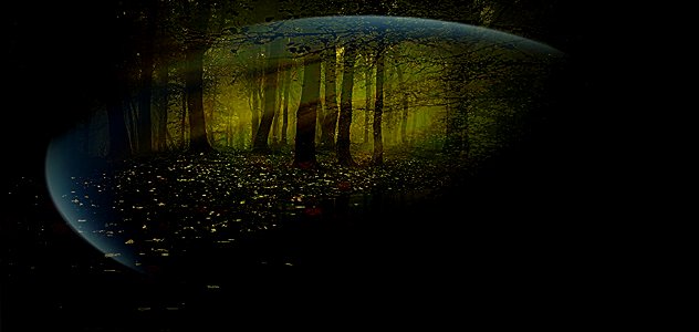 il bosco ..dentro una bolla