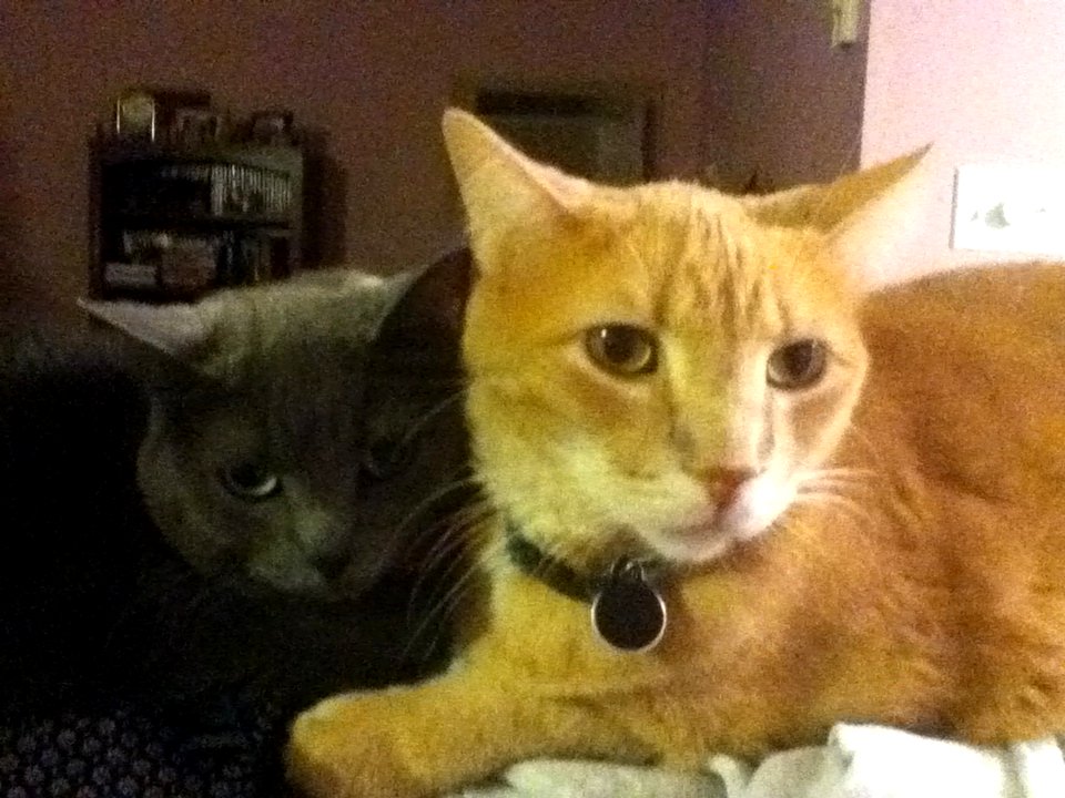 Two Cats Hugging