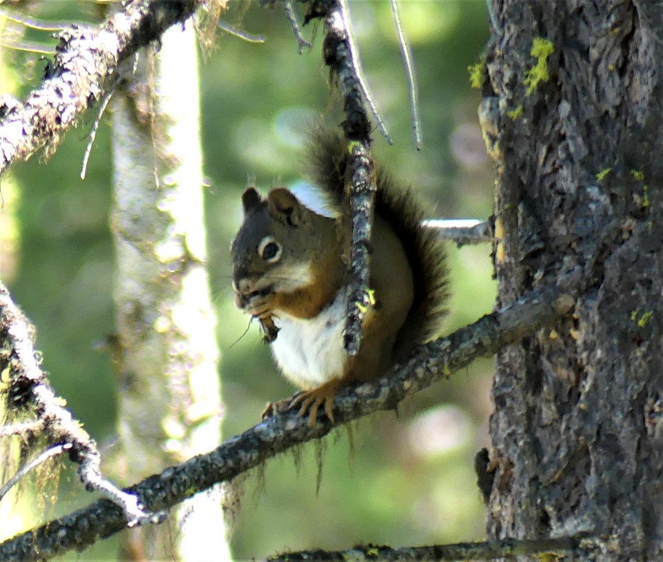 Colville NF Davis Lake June 2020 by Sharleen Puckett 4