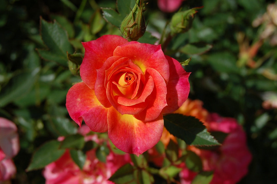 Romance macro plant