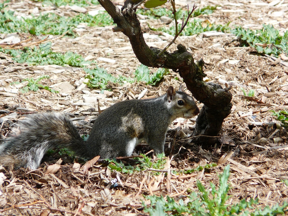 Animal rodents hide