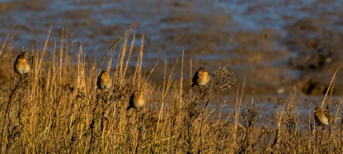 TWITE