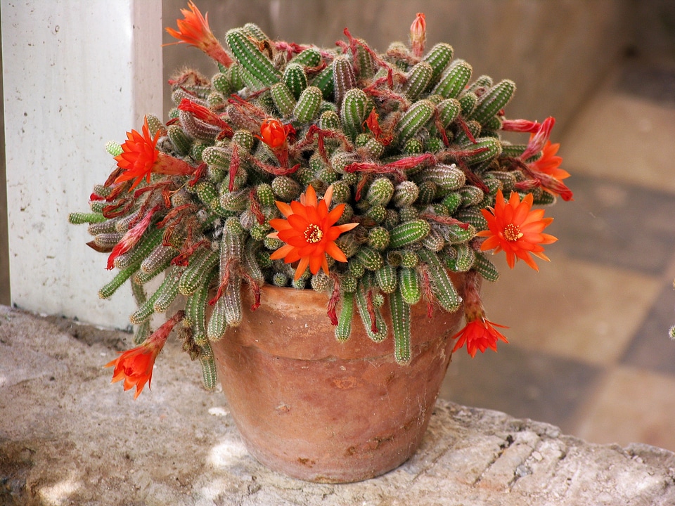 Pot orange flower nature