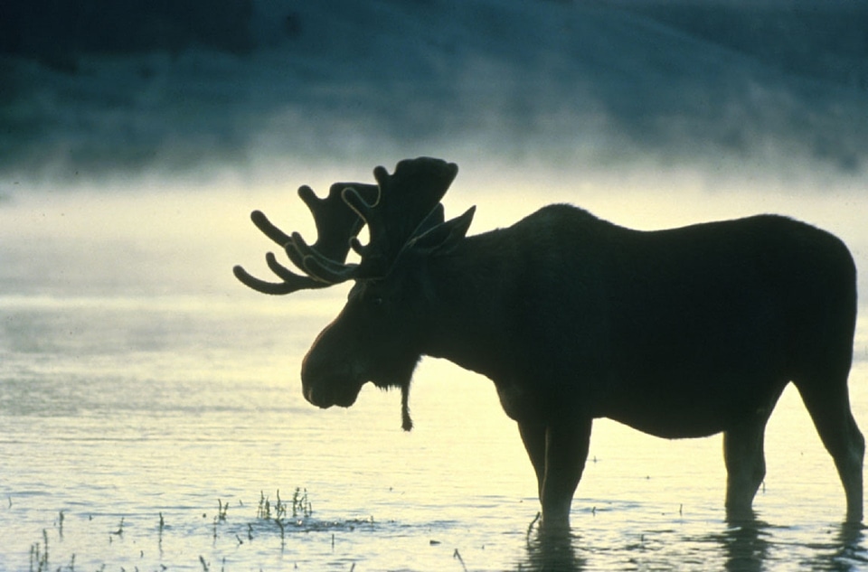 Wading water grazing